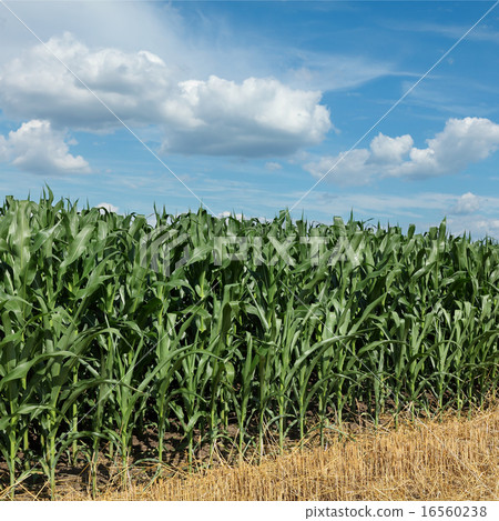 Agriculture, corn field with beautiful sky Agriculture, corn field with beautiful sky 16560238