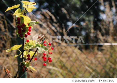 Detail of red currant in the garden 16560499