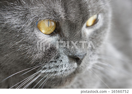 Scottish gray cat portrait Scottish gray cat portrait 16560752