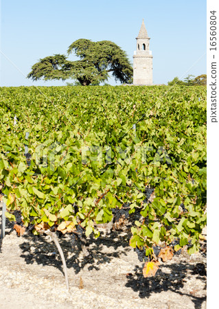 Chateau de la Tour, By, Bordeaux Region, France 16560804