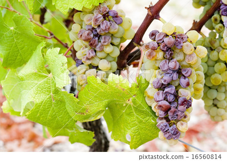 white grape in Sauternes Region, Aquitaine, France 16560814