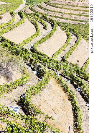 vineyars in Douro Valley, Portugal 16560819
