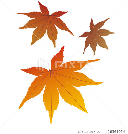 秋天的樹葉 16561054
