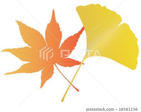 銀杏和紅葉 16561156