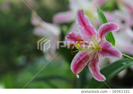 Viviana·東方百合花 Viviana·東方百合花 16561181