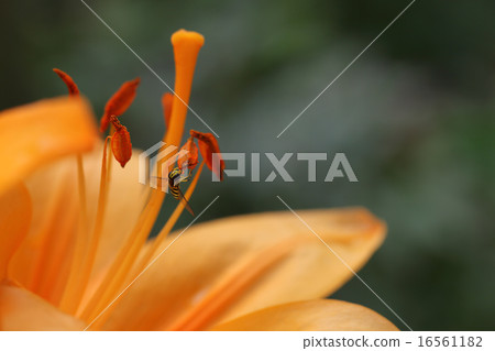 Hanaab和Bonsoir·Yuri花 16561182