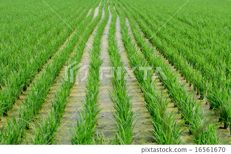Rice paddy early July Rice paddy early July 16561670
