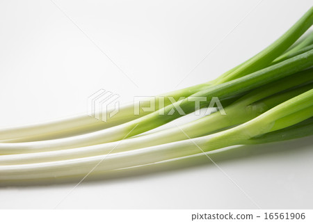 大蔥 16561906