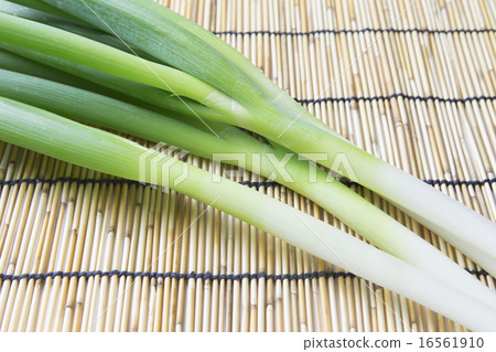 Leek 16561910