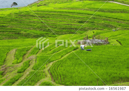 白米Senjita 16561987