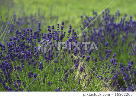 lavender lavender 16562203