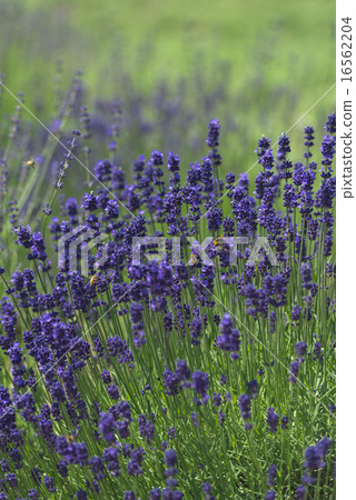 lavender 16562204