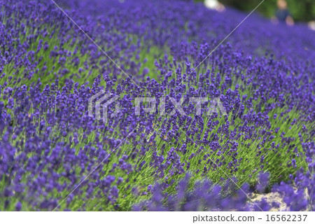 Lavender field Lavender field 16562237