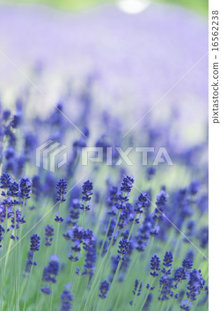 Lavender field 16562238