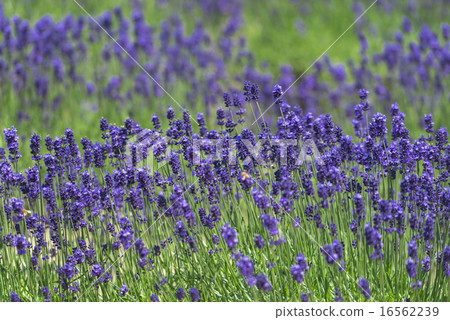 Lavender field 16562239