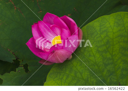 Ancient lotus Ancient lotus 16562422