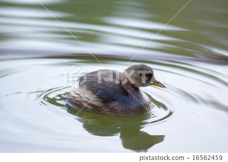 Playing with a quiet water surface Playing with a quiet water surface 16562459