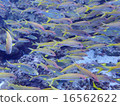 Fish school 16562622