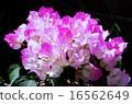 Bougainvillea 16562649