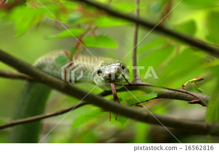 A wild yellow-tailed shoot moving over a tree 16562816