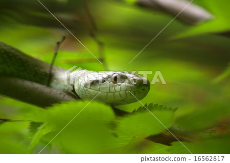 A wild yellow-tailed shoot moving over a tree A wild yellow-tailed shoot moving over a tree 16562817
