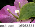 Bougainvillea 16562823
