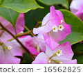 Bougainvillea 16562825