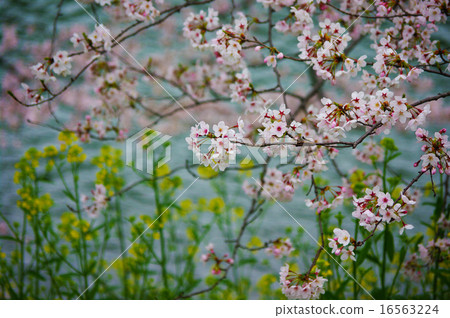 粉色染井吉野花與黃色油菜花的合作,在皇居護城河的水邊熠熠生輝 粉色染井吉野花與黃色油菜花的合作,在皇居護城河的水邊熠熠生輝 16563224