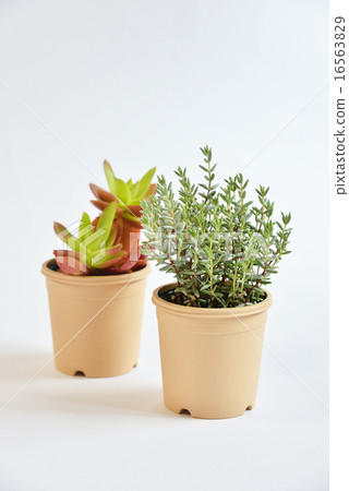 Succulent plant Crasula 16563829