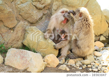 A monkey that is grooming while holding a child monkey 16563847