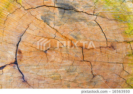 Texture of old wood with annual rings 16563930