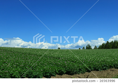 Biei patchwork hill 16563996