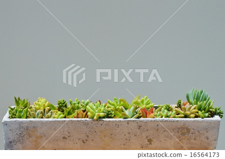 Planting succulent plants Planting succulent plants 16564173