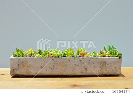 Planting succulent plants Planting succulent plants 16564174