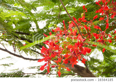 Royal · Poinciana Royal · Poinciana 16564185