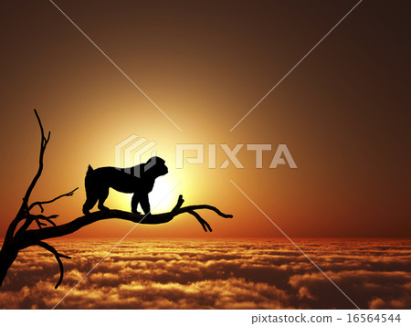 日出和一隻猴子 日出和一隻猴子 16564544