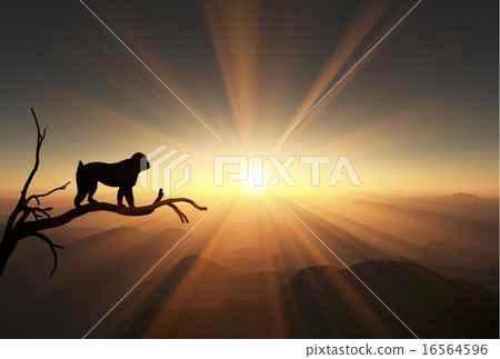 Sunrise and a monkey 16564596