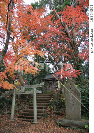 高尾山 16564891