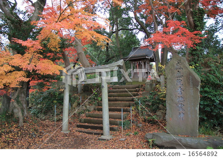 Mount Takao Mount Takao 16564892