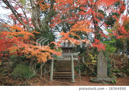 Mount Takao Mount Takao 16564898