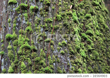Mount Takao Mount Takao 16564903
