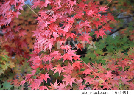 Mount Takao Mount Takao 16564911