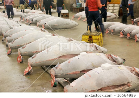 金槍魚金槍魚招標 16564989