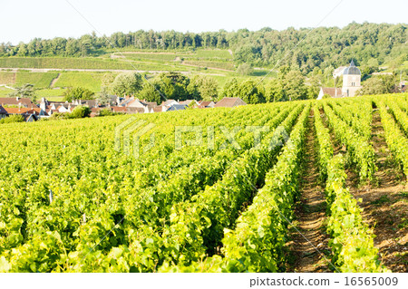 vineyards near Gevrey-Chambertin, Cote de Nuits 16565009