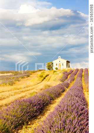 chapel with lavender field, Plateau de Valensole 16565098
