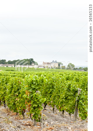 vineyard and Chateau d'Yquem, Sauternes, France vineyard and Chateau d'Yquem, Sauternes, France 16565153