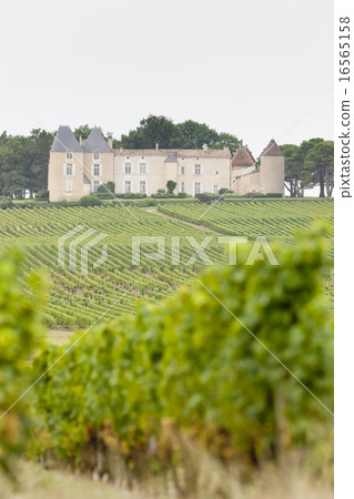 vineyard and Chateau d'Yquem, Sauternes, France vineyard and Chateau d'Yquem, Sauternes, France 16565158