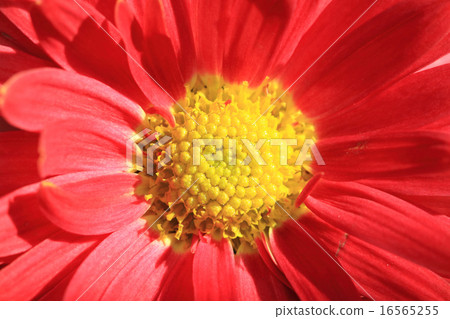 red autumn flowers 16565255