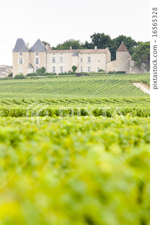 vineyard and Chateau d'Yquem, Sauternes, France vineyard and Chateau d'Yquem, Sauternes, France 16565328