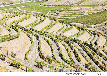 vineyars in Douro Valley, Portugal 16565333